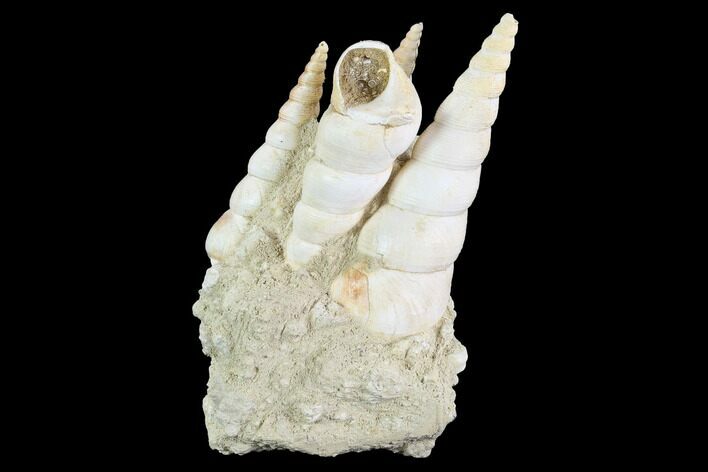 Fossil Gastropod (Haustator) Cluster - Damery, France #97787